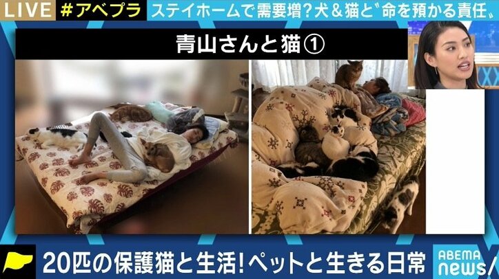 「飼ってみたら匂いと鳴き声が…」コロナ禍に買われた犬猫の放棄が急増? ペットショップでの販売はやめるべきか