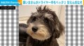 「早く終わらないかな〜」甘えん坊な犬の“かまって視線”に飼い主ほっこり
