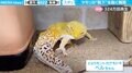 「ストッキング脱ぐ女子みたい」一生懸命に“脱皮”するヤモリの貴重映像が300万回再生