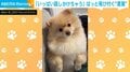 言葉が通じる犬?飼い主の“一言”に「それそれ~」と飛びつく姿が話題