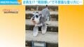 登りづらくない？ “階段嫌い”なワンコの珍行動に飼い主「怖くて見たくないのかな」