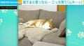 寝てると思ったら…“ムキーッ”と睨みつけている柴犬に爆笑の声「何故そんなムキ顔にw」「『この恨み忘れん』みたいな顔」