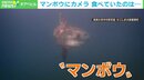 マンボウに海中カメラを装着…食べていたのは「クラゲ」に「ゴミ」!?