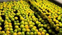 【映像】ベルトコンベアに流れる大量のみかん