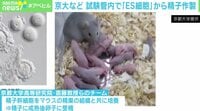 【映像】「ES細胞」で女性同士の子どもが出産可能に？ 不妊治療への応用は？