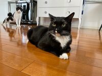 藤あや子『今朝のマルオレちゃん』