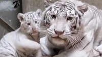 ホワイトタイガー赤ちゃん成長記