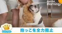 【映像】猫の抱っこを"必死の形相"で阻止する犬