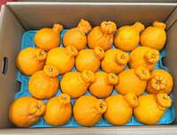 藤あや子『嬉しいお届け物』