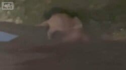 イノシシがキョン食べる姿　専門家「動物の死骸を好んで」　農業被害も深刻化