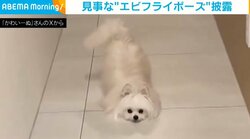 出会い頭に遭遇した犬→まるで“エビフライ”のようなポーズをする姿に飼い主悶絶