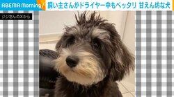 「早く終わらないかな〜」甘えん坊な犬の“かまって視線”に飼い主ほっこり