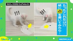「食いつき良すぎｗ」ネコが夢中になるシンプルすぎるおもちゃが話題