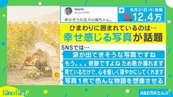 ひまわり畑の“おばあちゃん＆柴犬” 微笑ましい写真が話題 カメラは「祖父の形見」