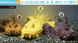 水族館にある“3色のメダル”？ 金・銀・銅の「オニオコゼ」が話題 東京・池袋