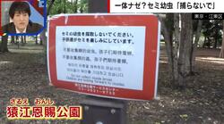 「食べるため？」外国人による相次ぐセミの幼虫大量捕獲…公園が注意喚起