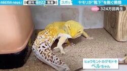 「ストッキング脱ぐ女子みたい」一生懸命に“脱皮”するヤモリの貴重映像が300万回再生