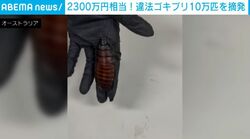 衝撃の摘発…「生きたゴキブリ」10万匹超を押収！推定価格は2300万円相当 違法な外来生物ブリーダーを処分へ オーストラリア