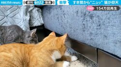 すき間から“ヌルっ”と現れた生物に猫が仰天 「動き、俊敏さ、挙動の全てが圧倒的」驚きの声