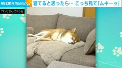 寝てると思ったら…“ムキーッ”と睨みつけている柴犬に爆笑の声「何故そんなムキ顔にw」「『この恨み忘れん』みたいな顔」