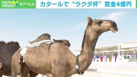 カタールで“ラクダ杯”開催! 賞金総額4億円…ミルクの量など競い白熱