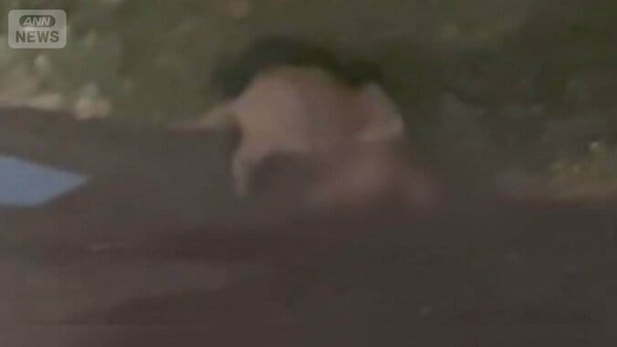 イノシシがキョン食べる姿　専門家「動物の死骸を好んで」　農業被害も深刻化 1枚目