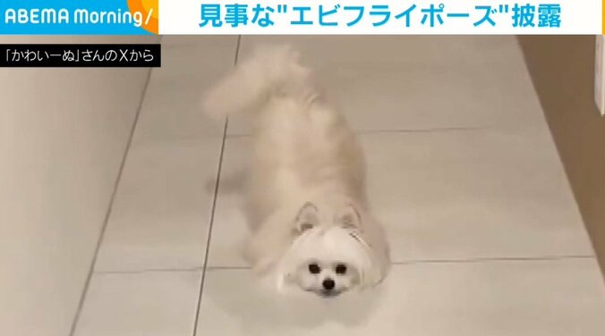 犬のかわいーぬちゃん（3歳）