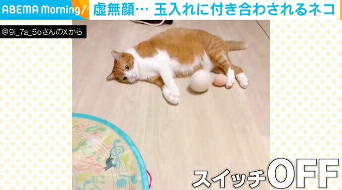 猫のきなこちゃん