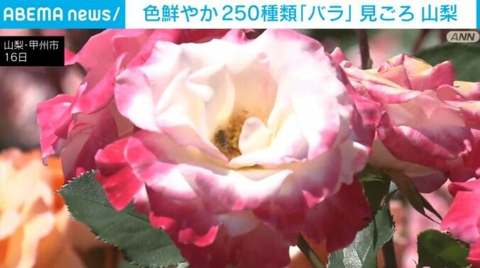 バラ