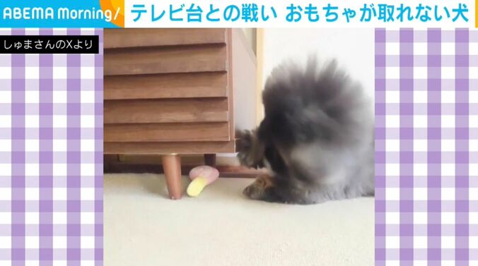 ペキニーズの朱鞠くん