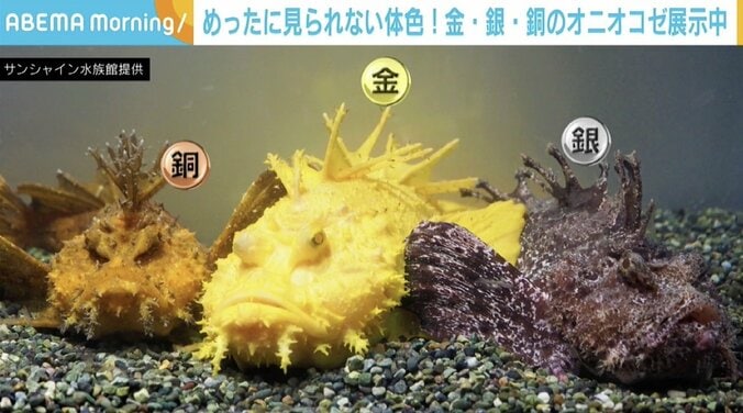 水族館にある“3色のメダル”？ 金・銀・銅の「オニオコゼ」が話題 東京・池袋 1枚目