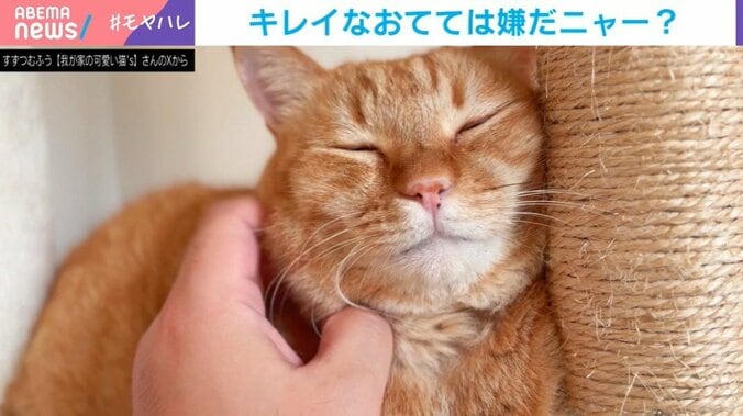 猫のすずくん