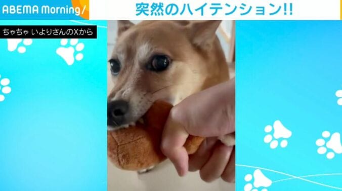 犬の「いより」ちゃん