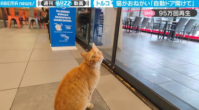 自動ドアが反応せずに開かない… 猫が起こした行動が賢すぎるとネット上で話題に 「可愛すぎる」「レディーファーストならぬキャットファースト」 1枚目