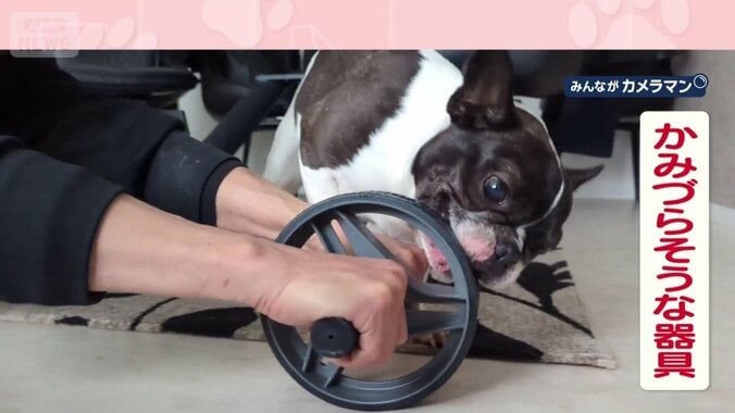 かみづらそうな器具をガブガブ