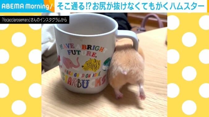 キンクマハムスターのむぎちゃん