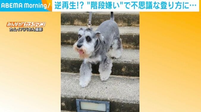 登りづらくない？ “階段嫌い”なワンコの珍行動に飼い主「怖くて見たくないのかな」 1枚目