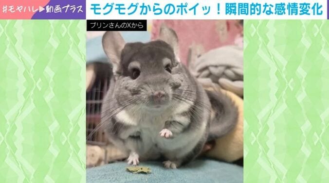 チンチラのプリンちゃん