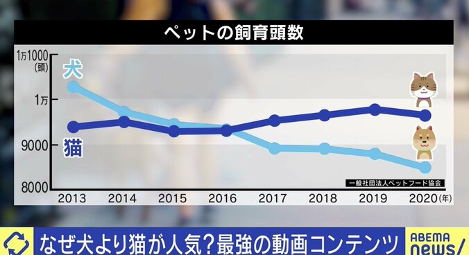 SNS最強コンテンツ“猫”「安易な気持ちで飼わないで」ご飯やトイレ、病院代…人気の裏に“飼育放棄”の現実も 3枚目