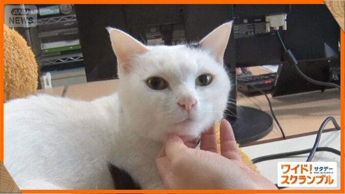 ペットと同伴勤務できるユニークな企業　猫チャットルームでコミュニケーションも円滑 1枚目