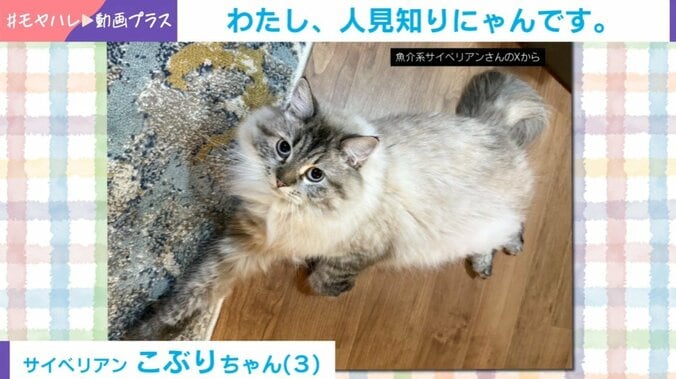 人見知り猫