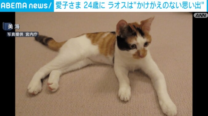 8月に新たに飼い始めたメスの猫「美海」
