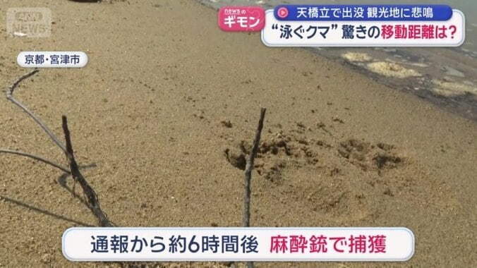 約6時間後に麻酔銃で捕獲