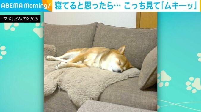 柴犬のまめちゃん
