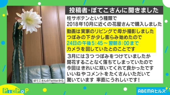 「愛を感じる」“数年に一度の奇跡” サボテンの開花を収めた動画に大反響 2枚目