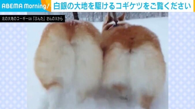 コーギーのぶんたくん、りきたくん