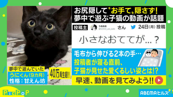 こりゃたまらん 子猫が毛布の間から ふみふみ する動画に悶絶の声 可愛すぎて可愛い 話題 Abema Times