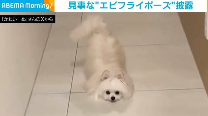 犬のかわいーぬちゃん（3歳）