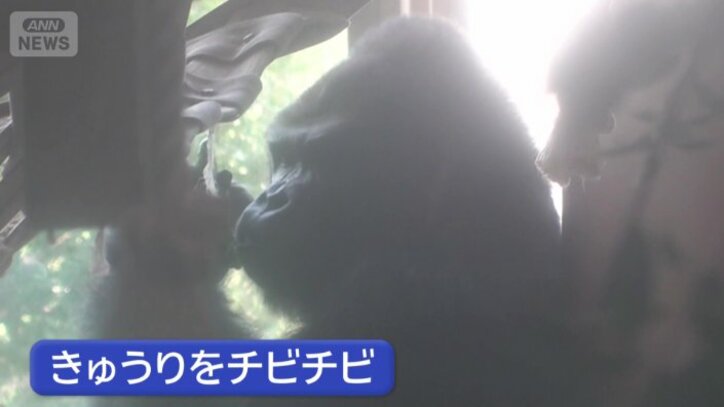 キュウリをちびちび食べる姿