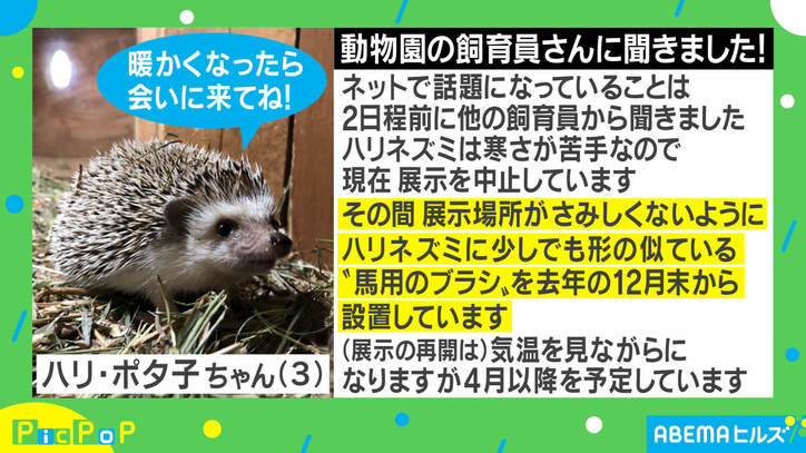 「2度見した」「だいたい合ってる」ハリネズミの代打で展示されたのは…飼育員を直撃取材「さみしくないように」